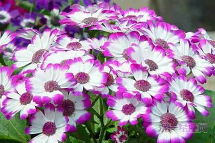 花语大全:法国小菊你知道多少?