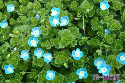 婆婆纳的花语和象征代表意义：健康