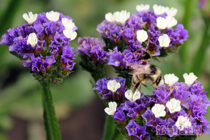 补血草的花语:依偎、永远相随