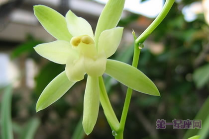 中国十大名花之一：从容优雅的兰花