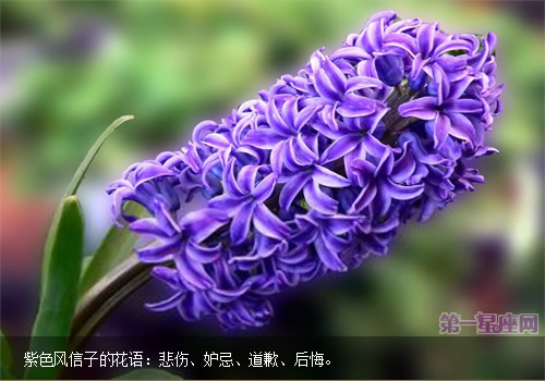 紫色风信子的花语