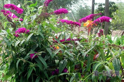 醉鱼草的花语：信仰心