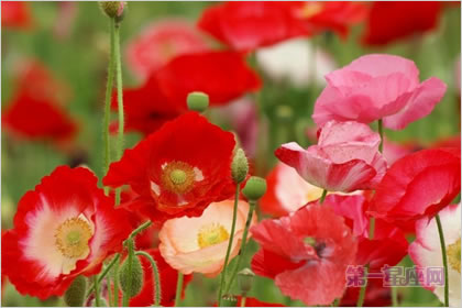 5月17日花语:角罂粟花,生日花语自然