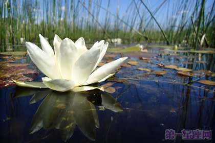 睡莲花语:出淤泥而不染