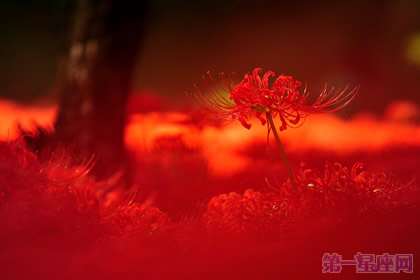 曼珠沙华花语:悲伤轮回的彼岸花