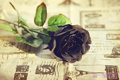 黑玫瑰花语:爱情的另类表述