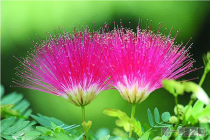 合欢花花语是什么