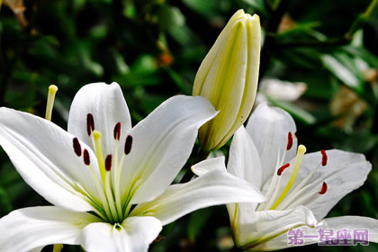 花语大全：各种花语大全带图片