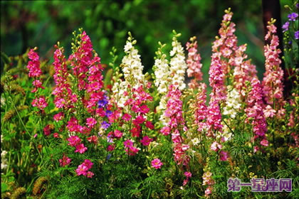 花语传说：飞燕草的花语及传说