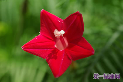 花语大全：茑萝的花语是什么？