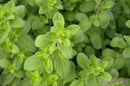 马约兰的花语是什么