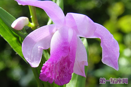 各种花的花语：白芨花的花语是什么？