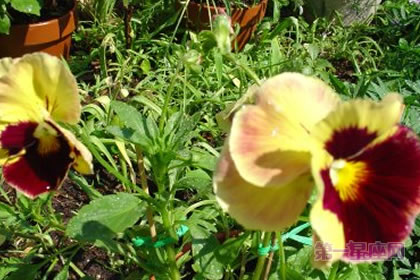 3月13日花语：野生三色菫，生日花语白日梦