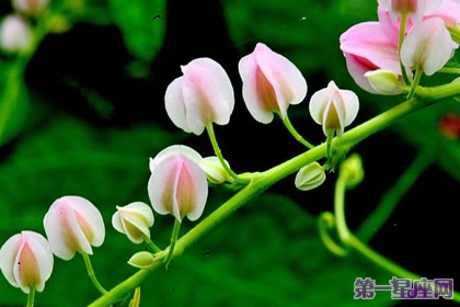 不常见的花与花语：珊瑚藤的花语 