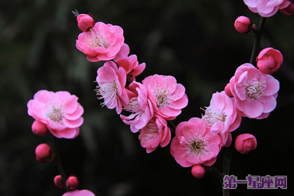 专属于水瓶座的守护花