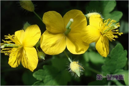 3月22日花语：白屈菜，生日花语认生