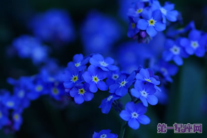 爱情花语：什么花代表不变的爱？