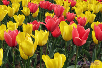 荷兰国花是什么花？郁金香