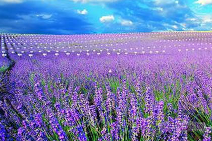 【恋爱花语】什么花代表恋爱？