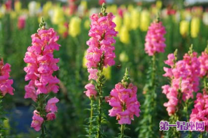 7月10日花语：金鱼草，生日花语伪装