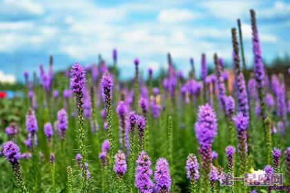 猫尾花的花语：警惕、努力