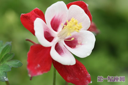 依米花的花语和象征代表意义