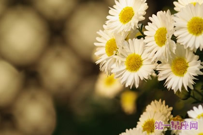 象征代表智慧与睿智花卉花语