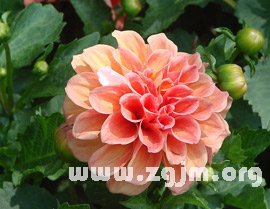 大丽花是墨西哥的国花,西雅图的市花,吉林省的省花,河北省张家口市的市花,绚丽多姿的大丽花象征大方、富丽,大吉大利。今天,它的足迹已遍布到世界各国,成为庭园中的常客,世界著名的观赏花卉。