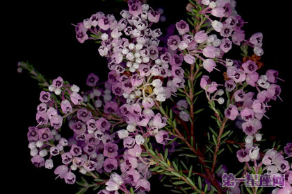 12月22日花语：欧石南，生日花语和睦