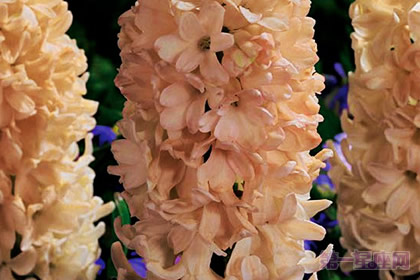 杏色风信子花语