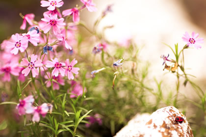 教你中秋节送女友什么花?