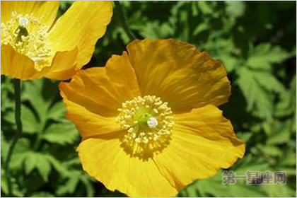 5月15日花语：威尔斯罂粟，生日花语天上的花