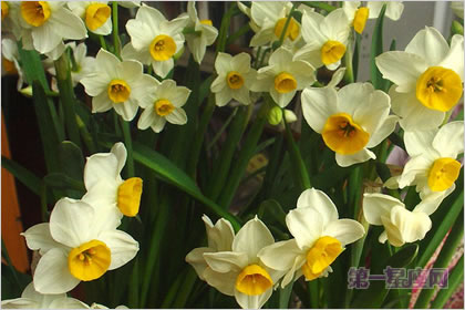 5月3日花语：雉眼水仙，生日花语神圣