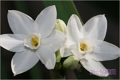 4月21日花语:雪白水仙,生日花语不屈