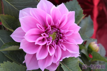 山茶花花语：谦让的魅力