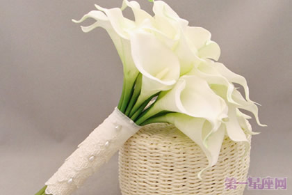 马蹄莲花语是什么？