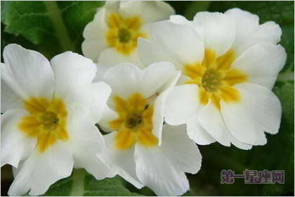 2月5生日花:西洋樱草,生日花语青春