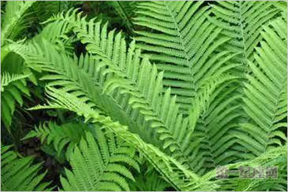 2月4生日花：羊齿，生日花语认真