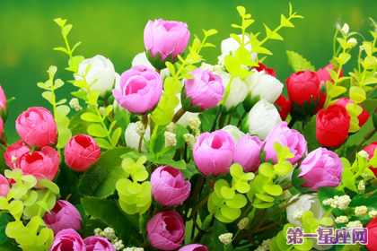 花语大全:各种花语大全带图片