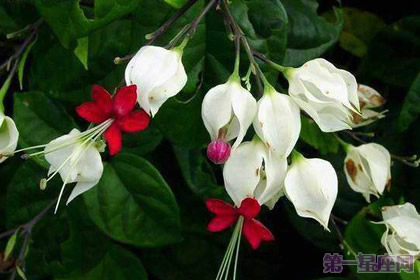 龙吐珠花语：珍贵纯洁、内心热诚