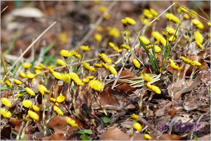 1月26日生日花:款冬,生日花语公正