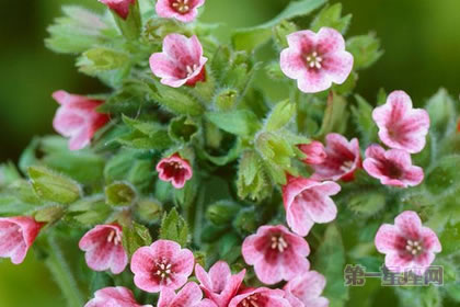 2月27生日花语：兜藓，生日花语复杂