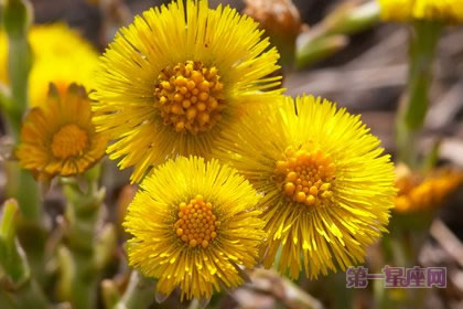 3月15日花语：款冬蒲公英，生日花语早熟