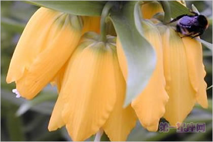 4月4日花语:帝王贝母,生日花语忍耐