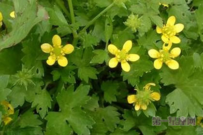 6月13日花语：毛茛，生日花语受欢迎