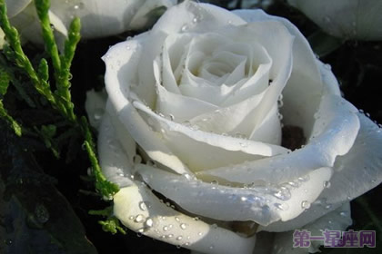 【玫瑰花语】洛丽玛丝玫瑰花语