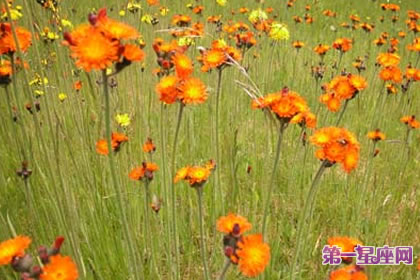 7月19日花语:橘色的山柳兰,生日花语独具慧眼