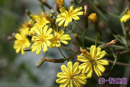 8月27日花语：深山毛莲菜，生日花语顽固