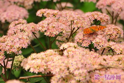 盘点什么花防辐射最好？