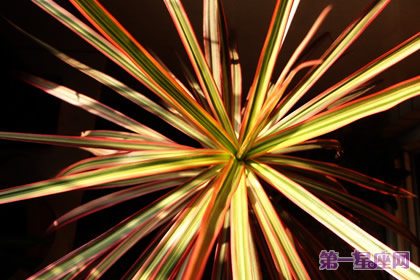 详解:千年木花语是什么?